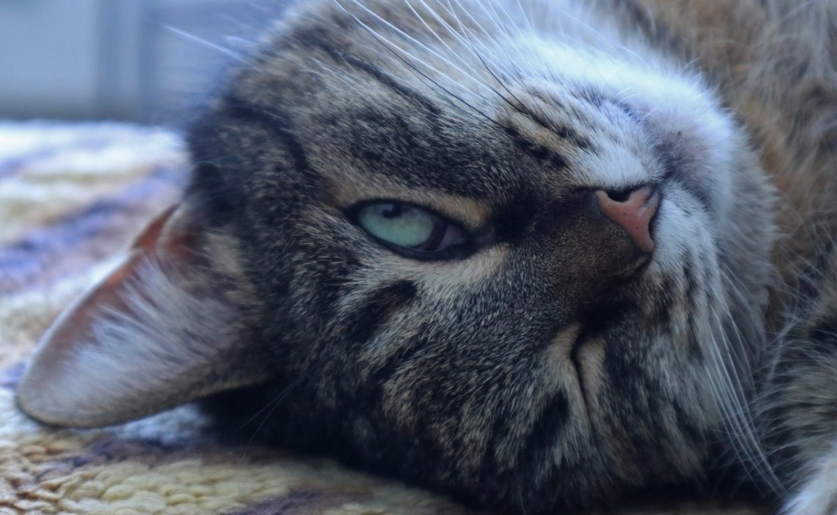 Кошечная АРЕНАААААААААААААААААААААААААА