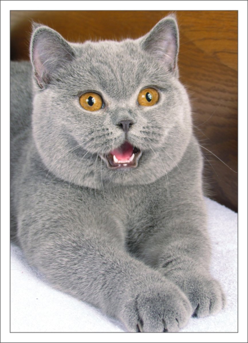 Британская голубая короткошерстная