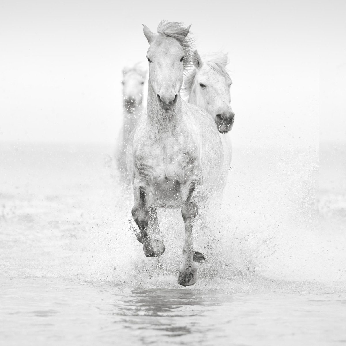 Белая лошадь