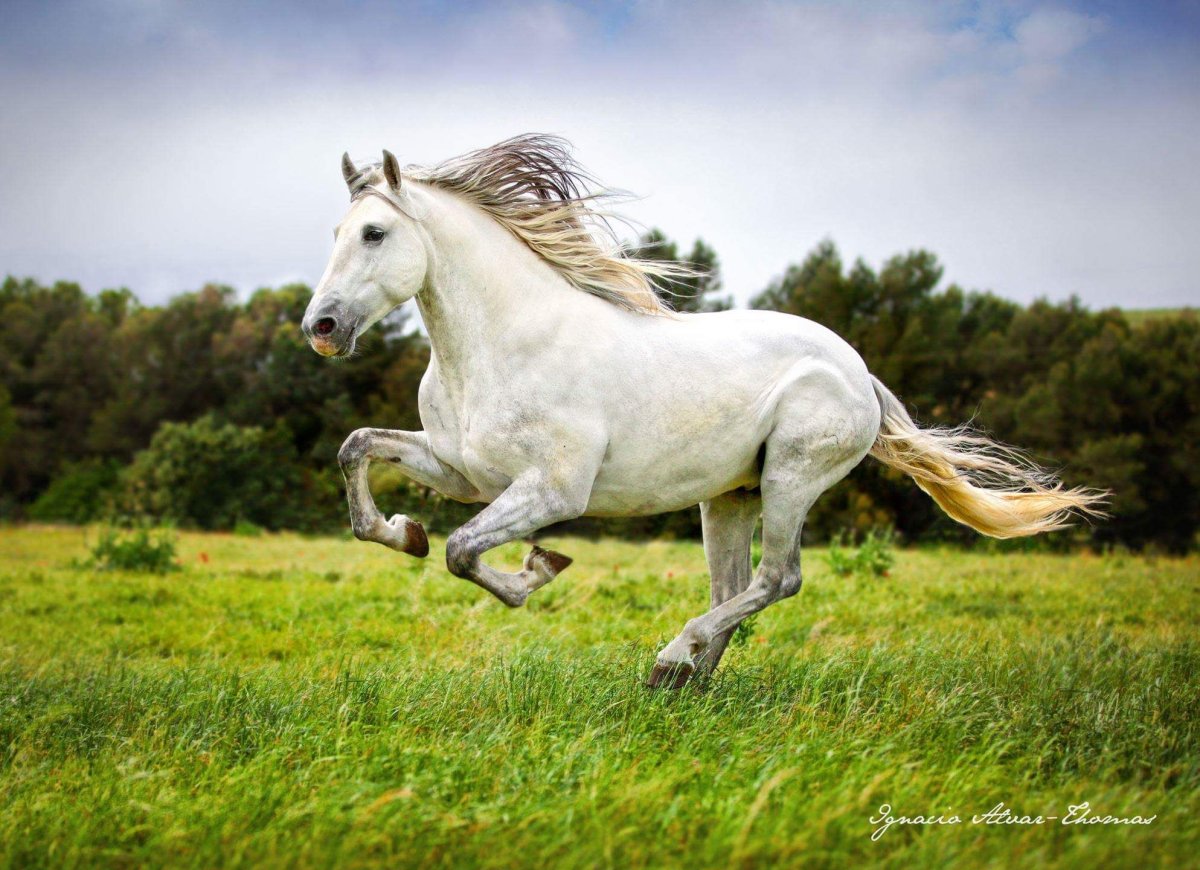 Белая лошадь