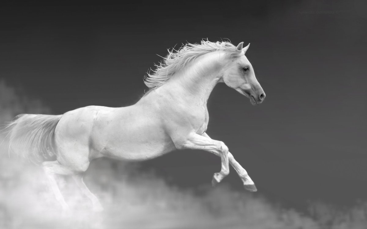 Лошадь черно белая