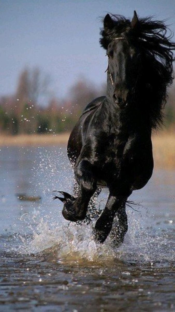 Черный конь