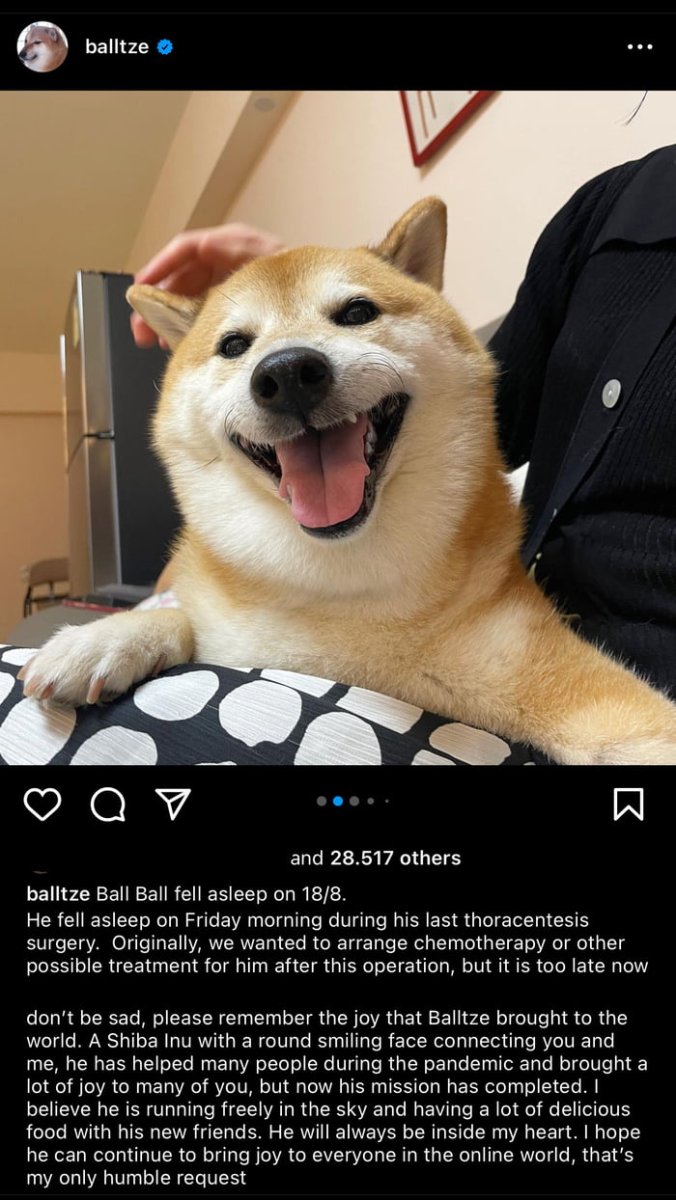 Прикольная собака фронталка