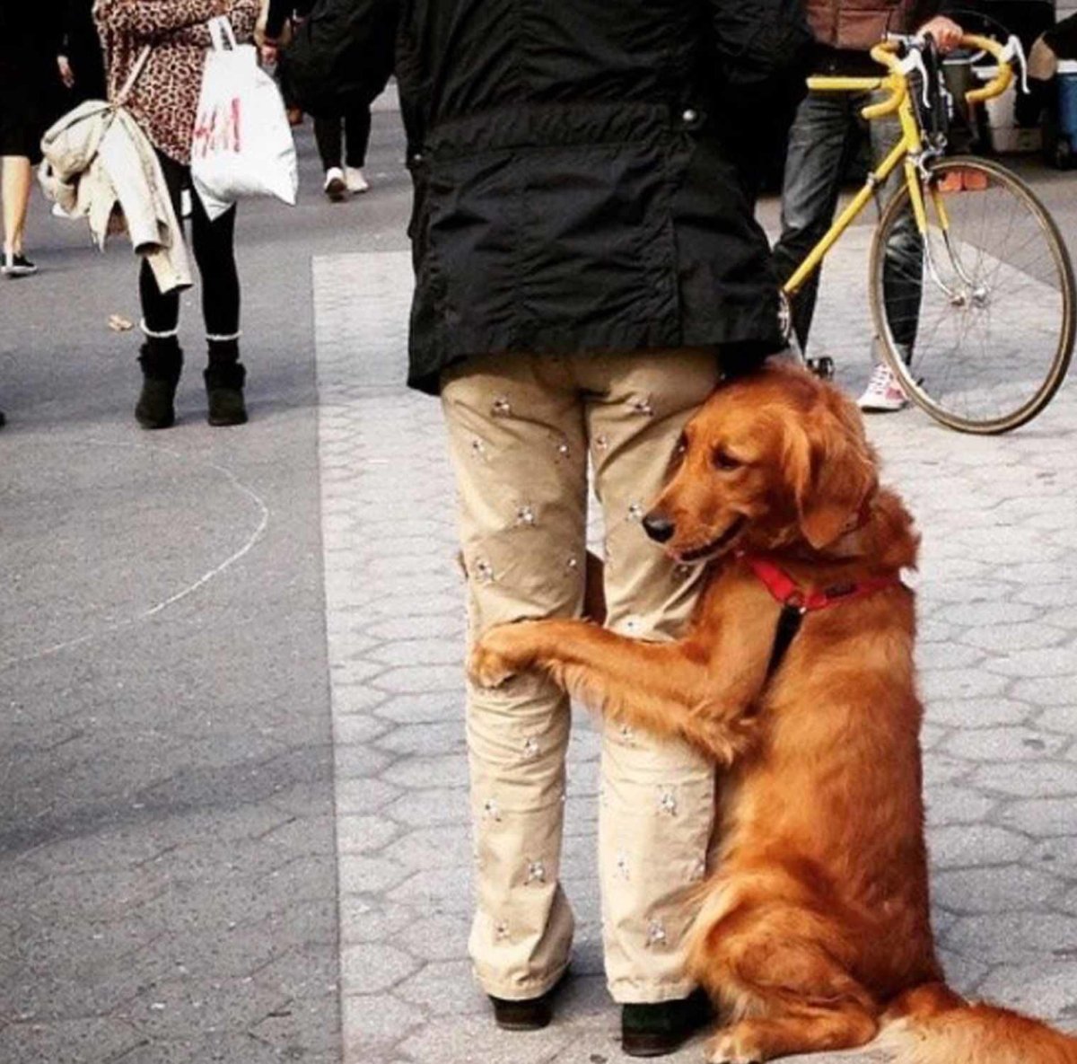 Любовь собаки к человеку
