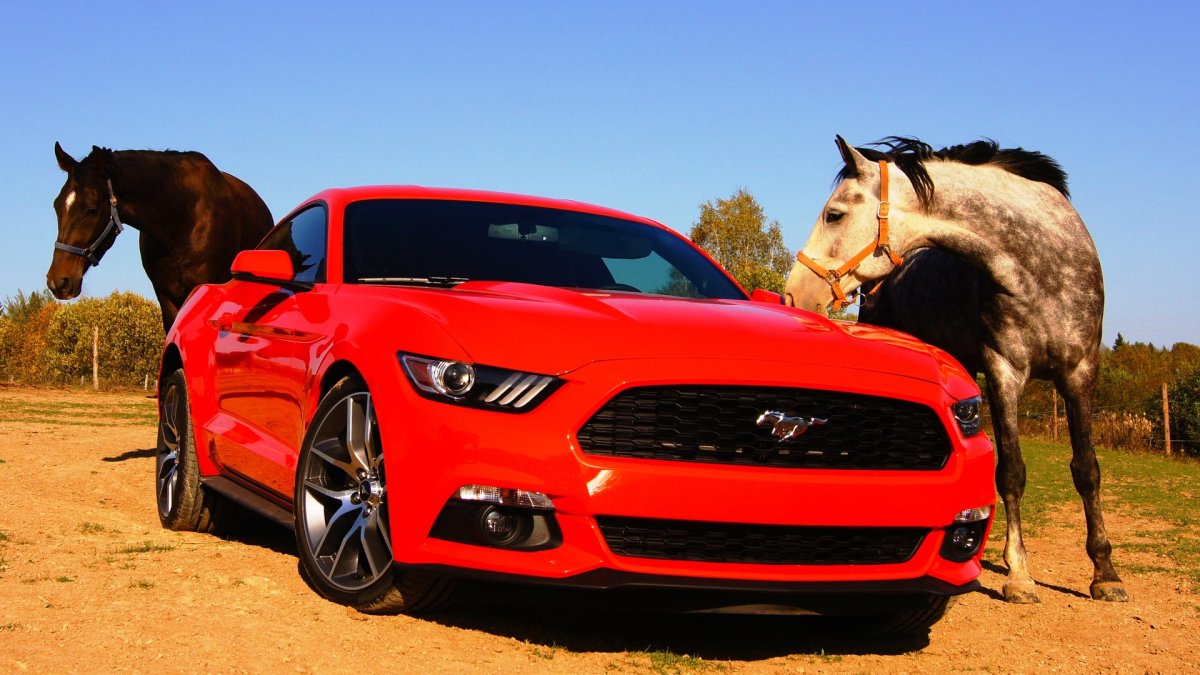 Техасский Мустанг