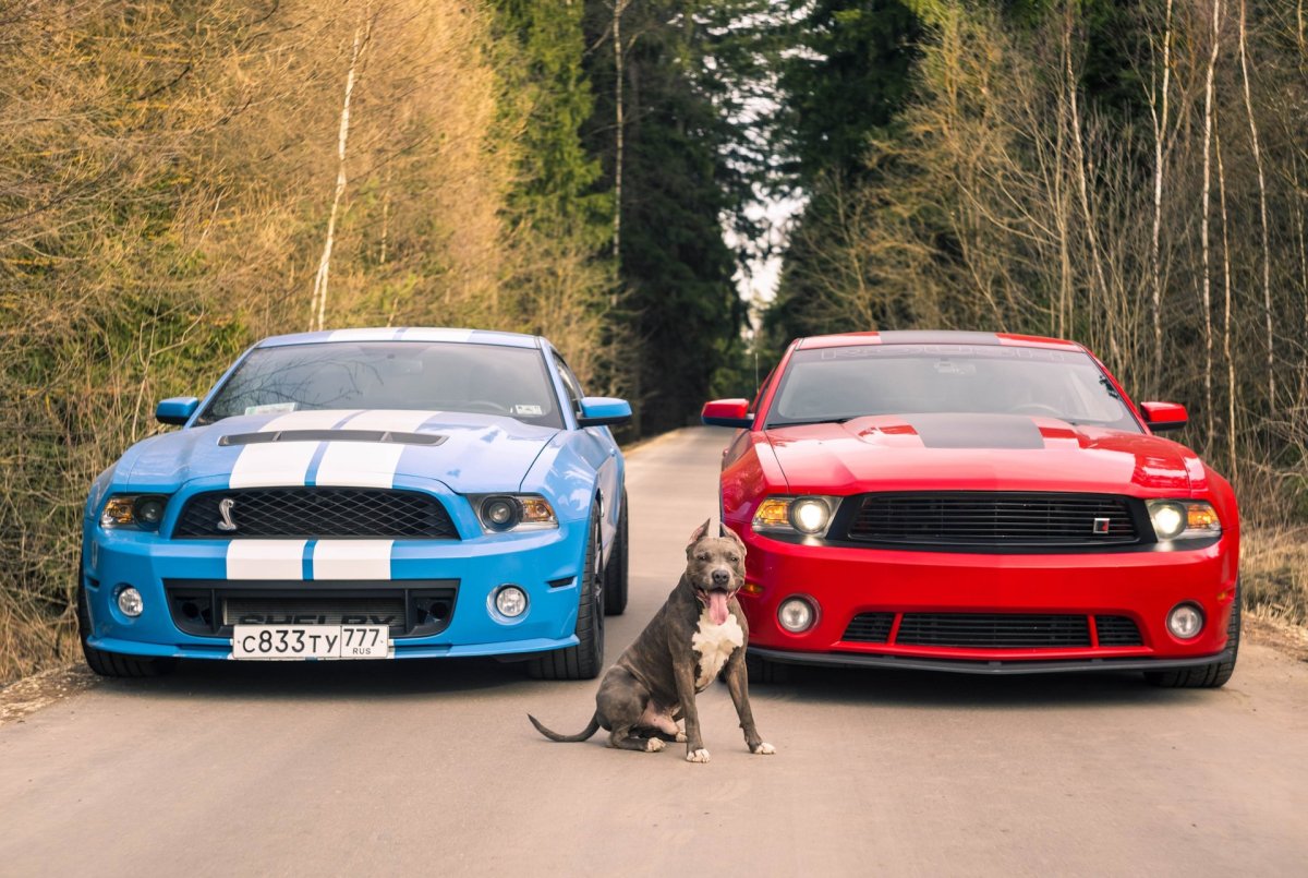 Форд Мустанг 5.0