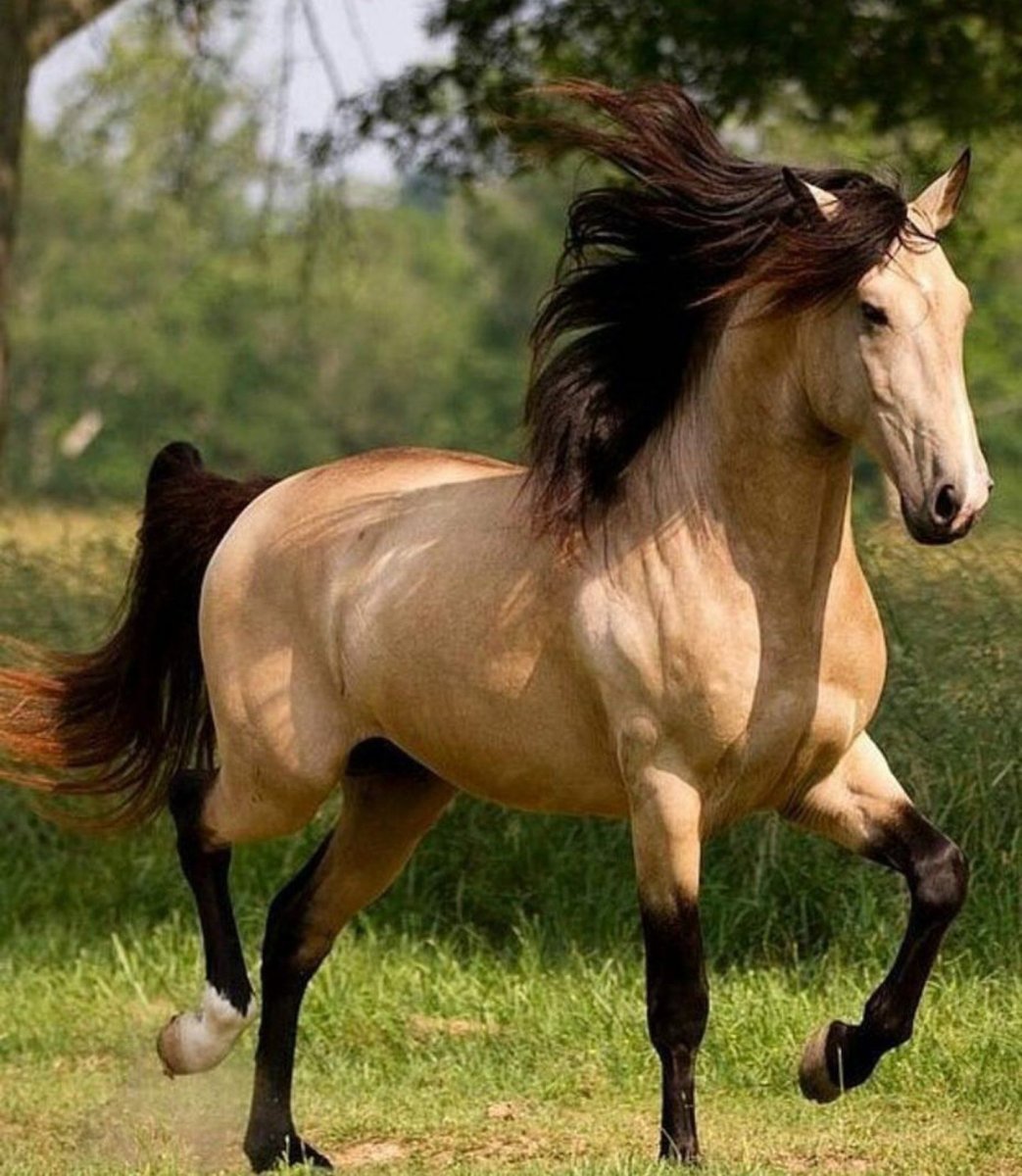 Животное мустанг