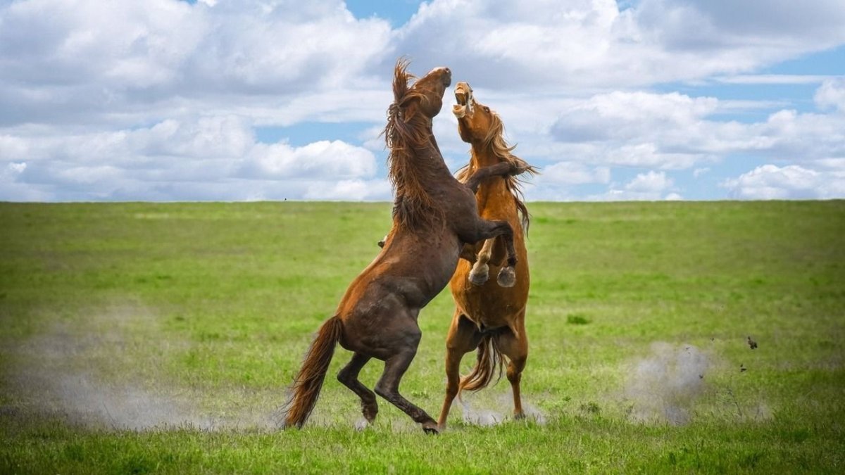 Лошади на Маныч-Гудило