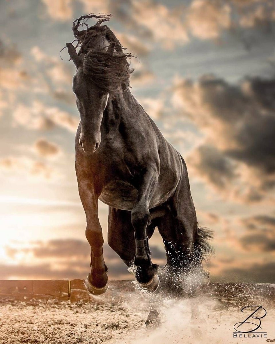 Лошадь на дыбах