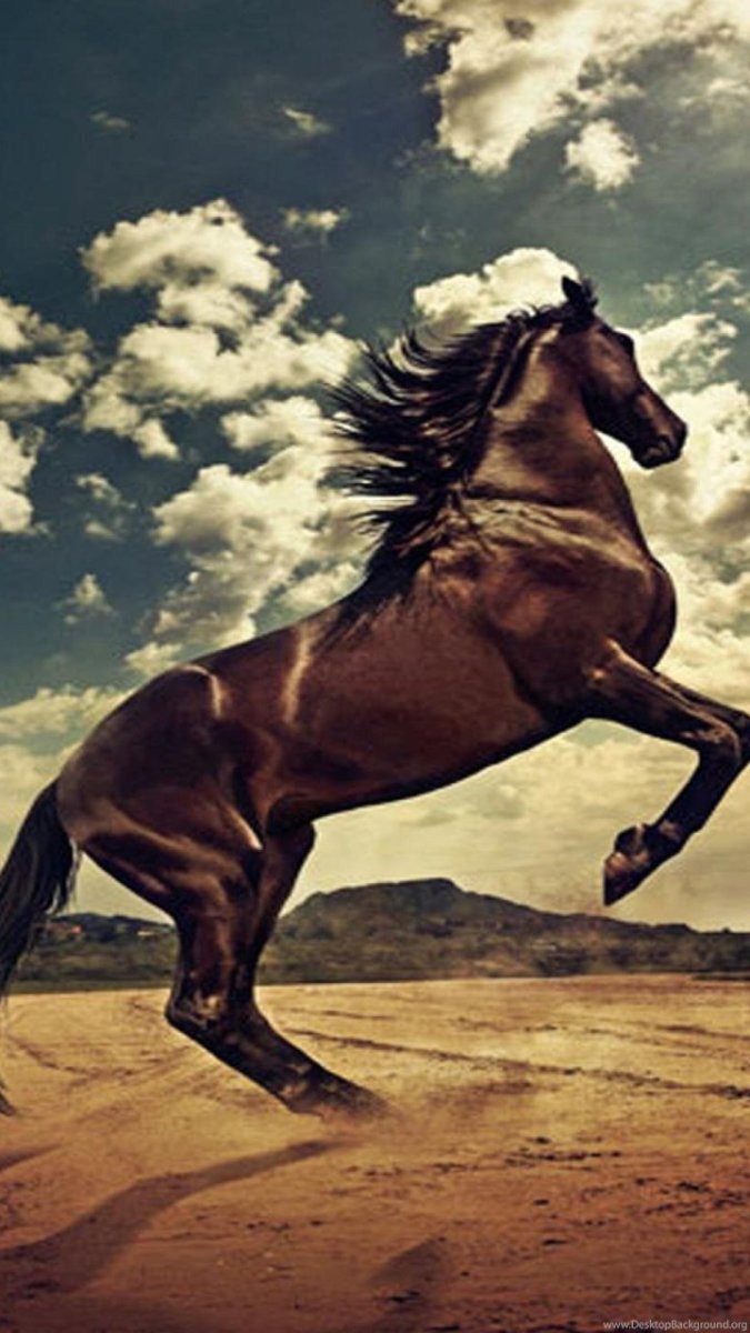 Лошадь бежит