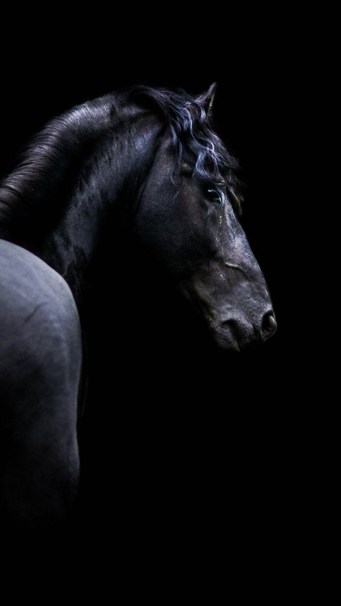 Конь на черном фоне