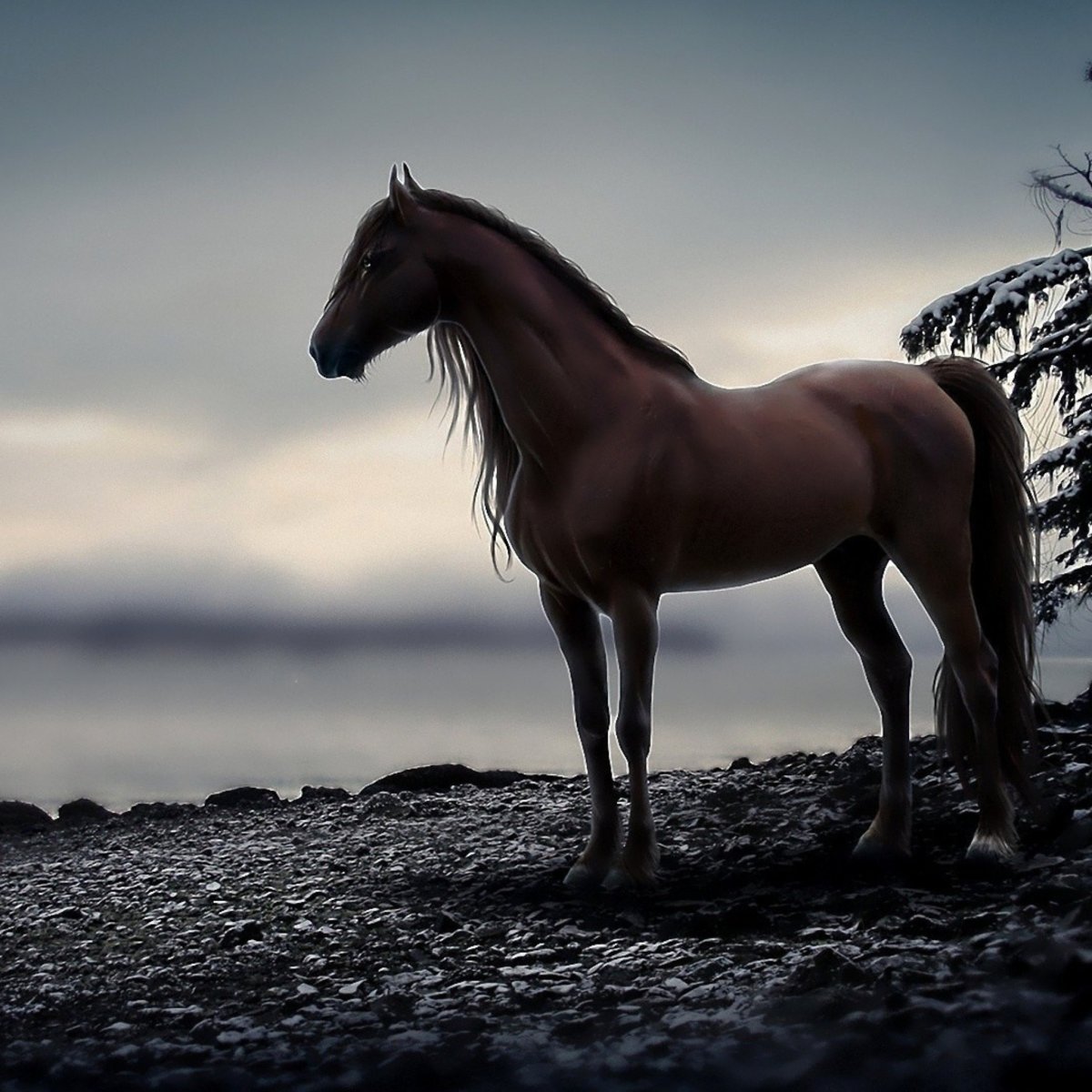 Дикий гнедой Мустанг