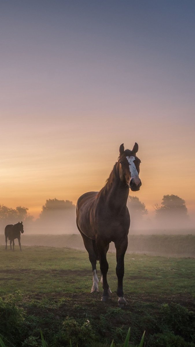 Лошадь в тумане
