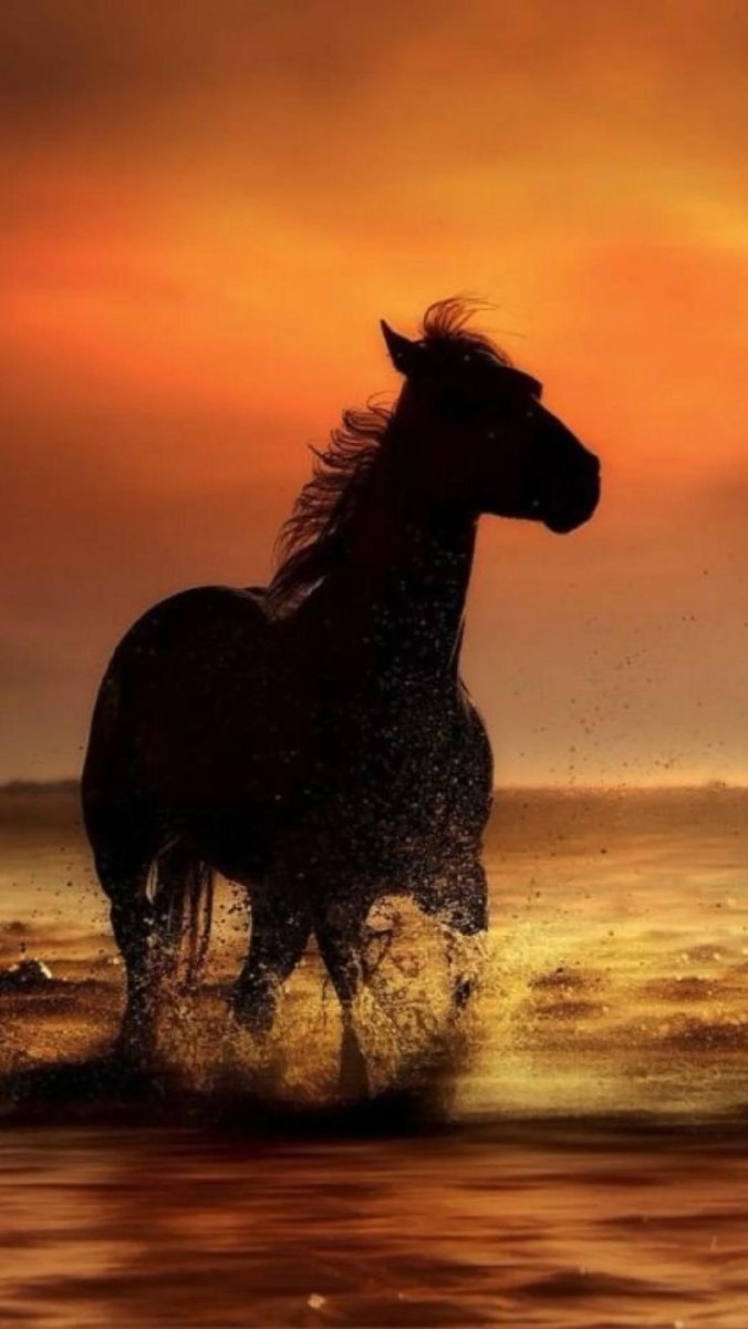 Обои лошади