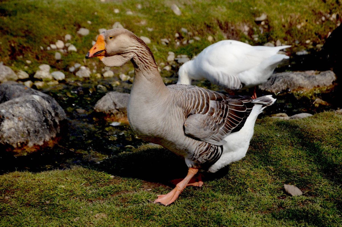 Гуси породы ландские