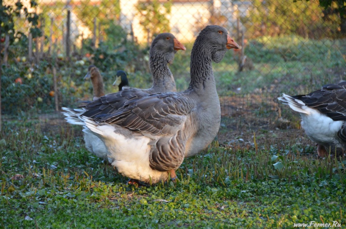 Белые Тулузские гуси