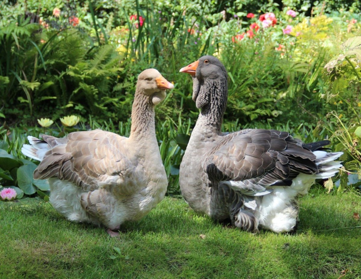 Порода гусей Гергуль