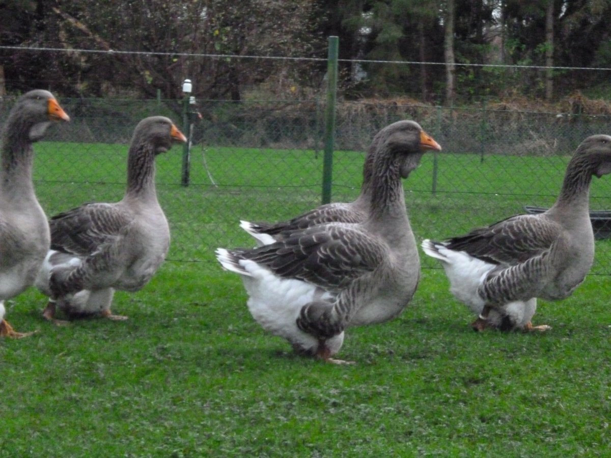 Породы гусей Тулузские гуси