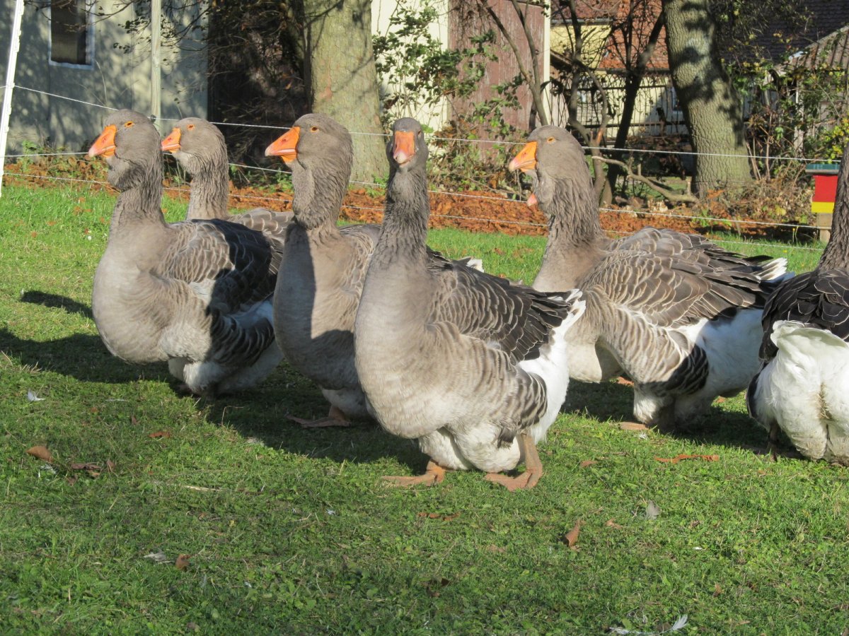 Породы гусей Тулузские гуси