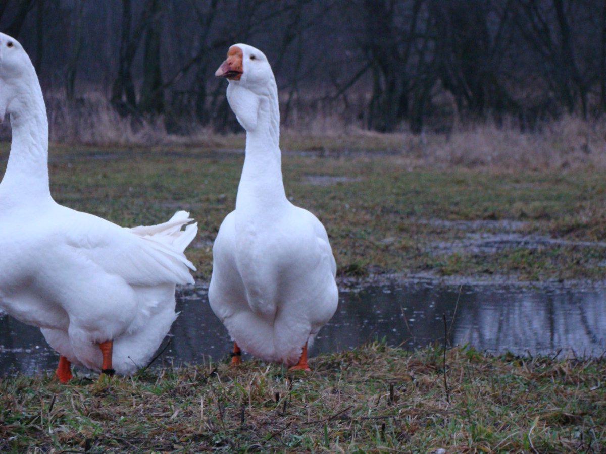 Датский Мамут порода гусей