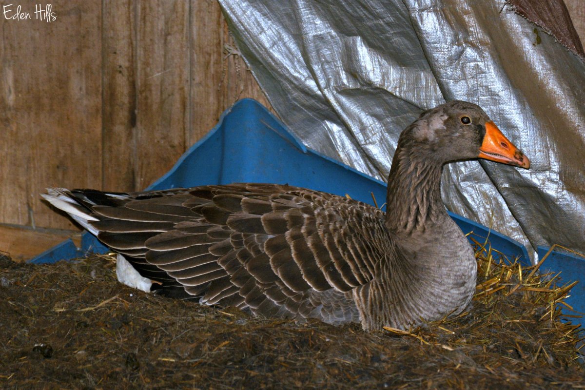 Тулузская порода гусей