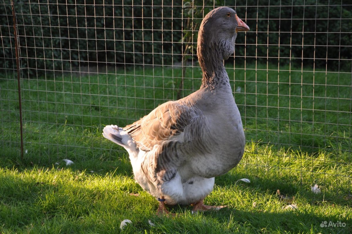 Тулузские гуси