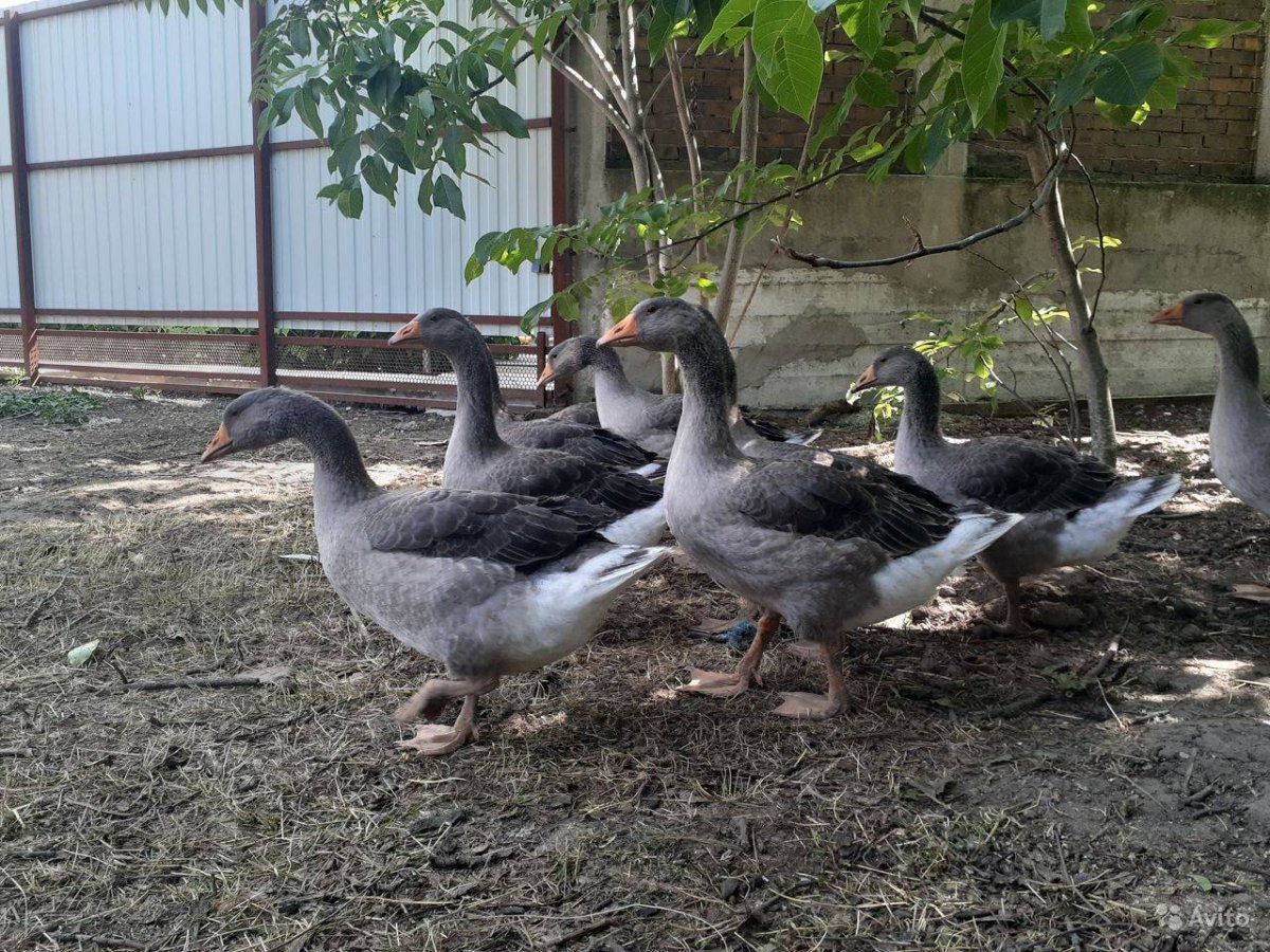 Линдовская порода гусей