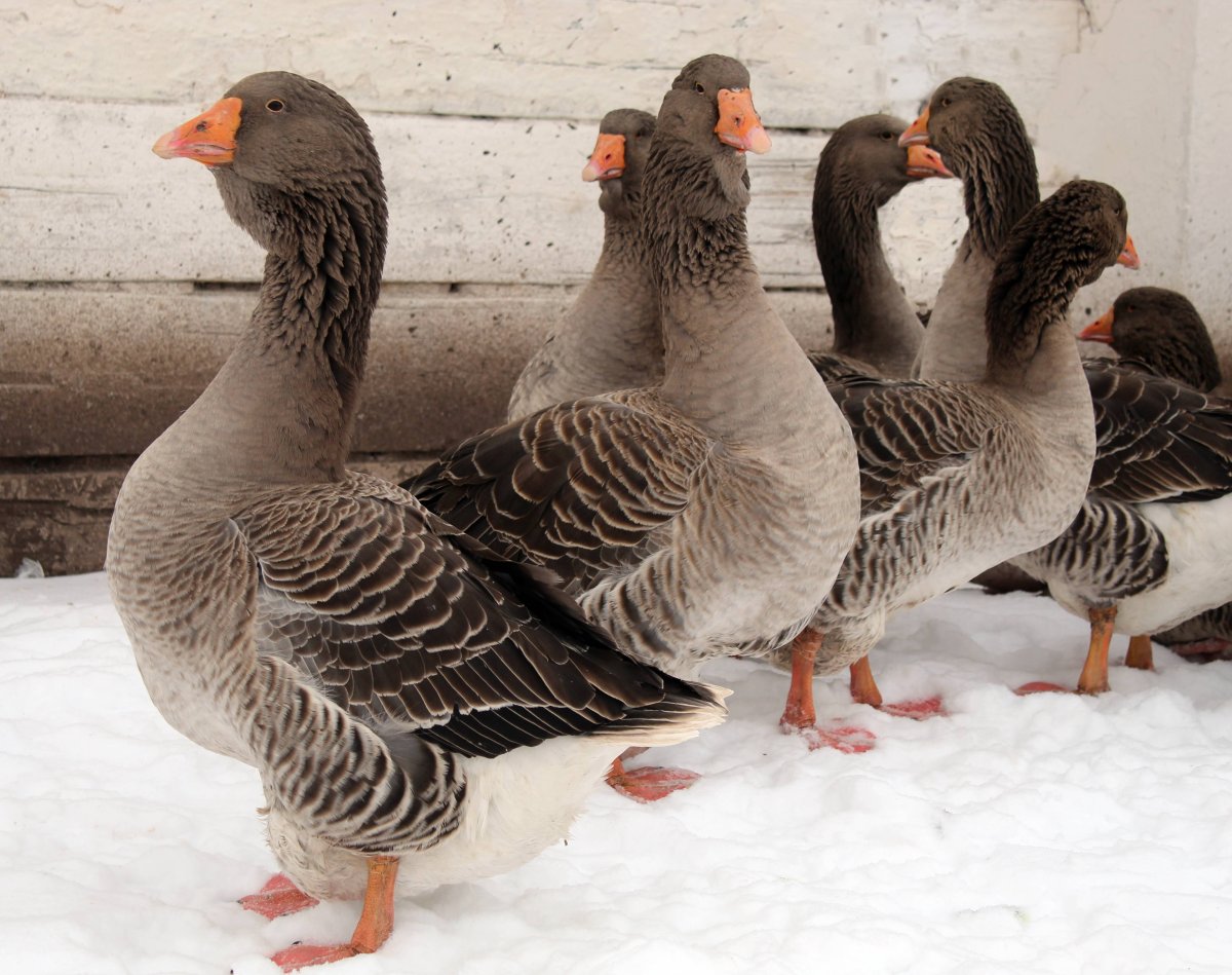 Породы гусей Тулузские гуси