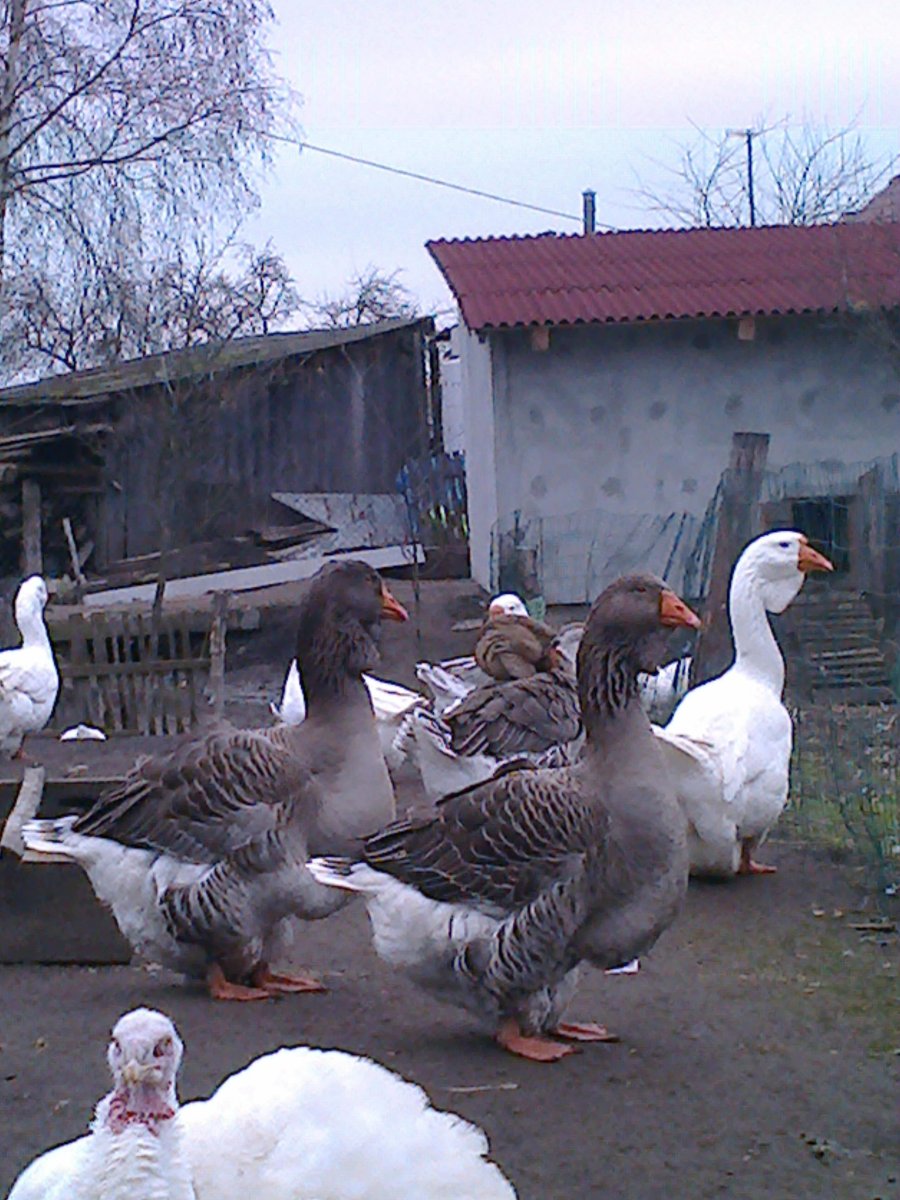 Гуси породы Тулузы