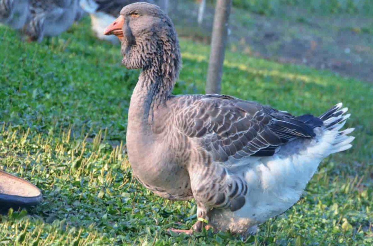 Тулузская порода гусей