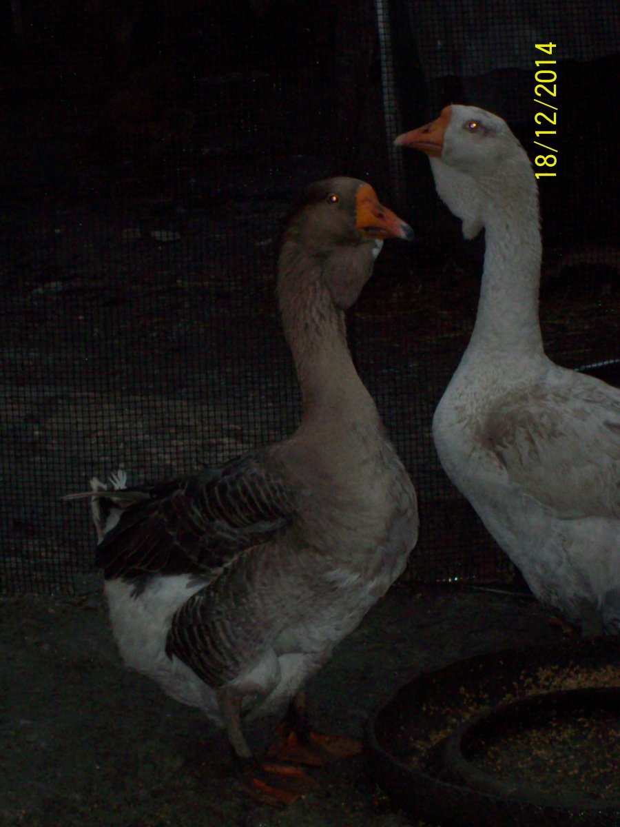 Тулузские гуси