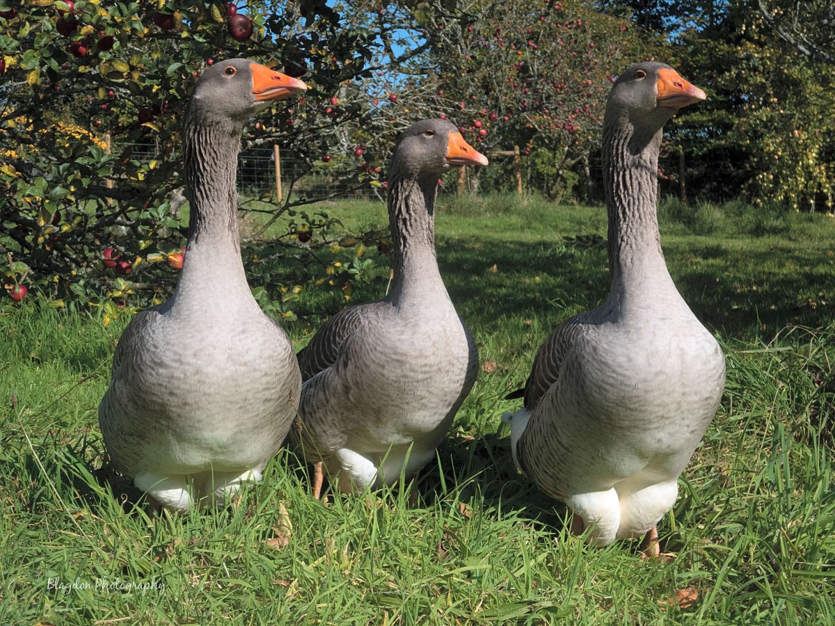 Тулузская порода гусей