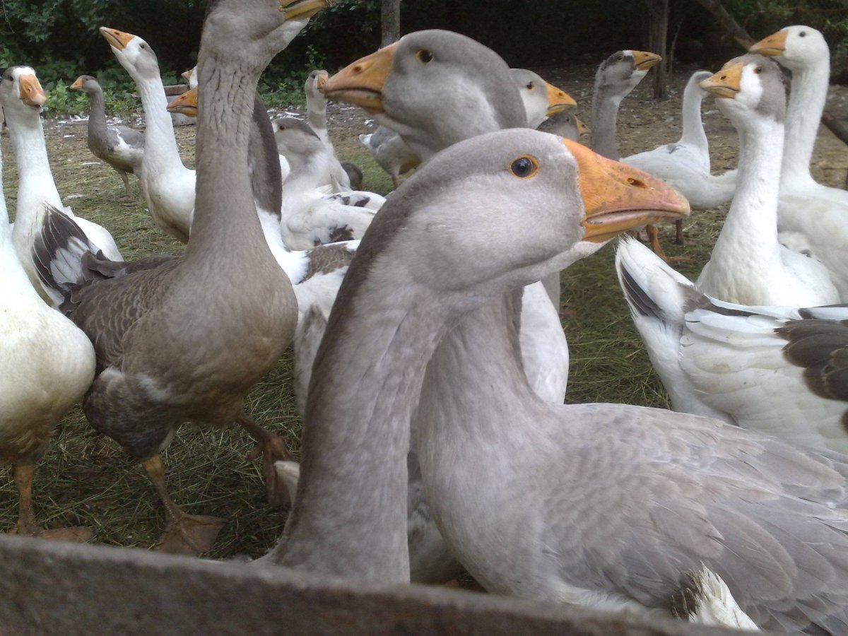 Порода гусей датский Легард