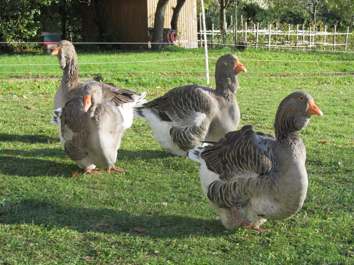 Тулузские гуси гусята