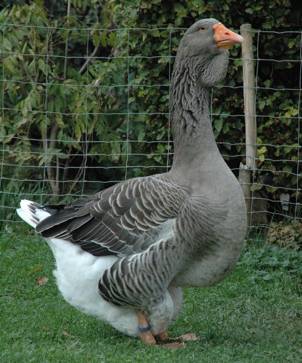 Тулузские гуси