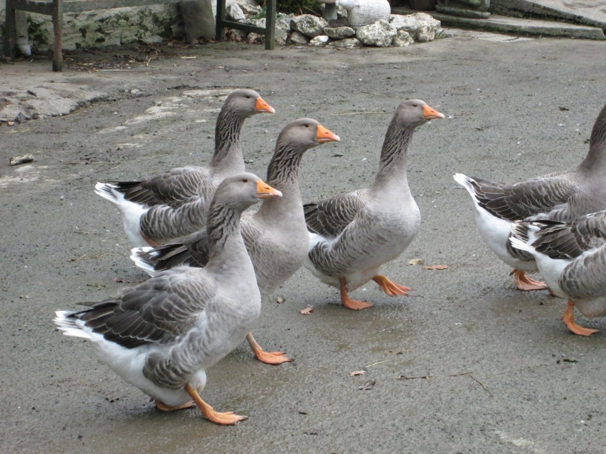 Итальянские черные гуси