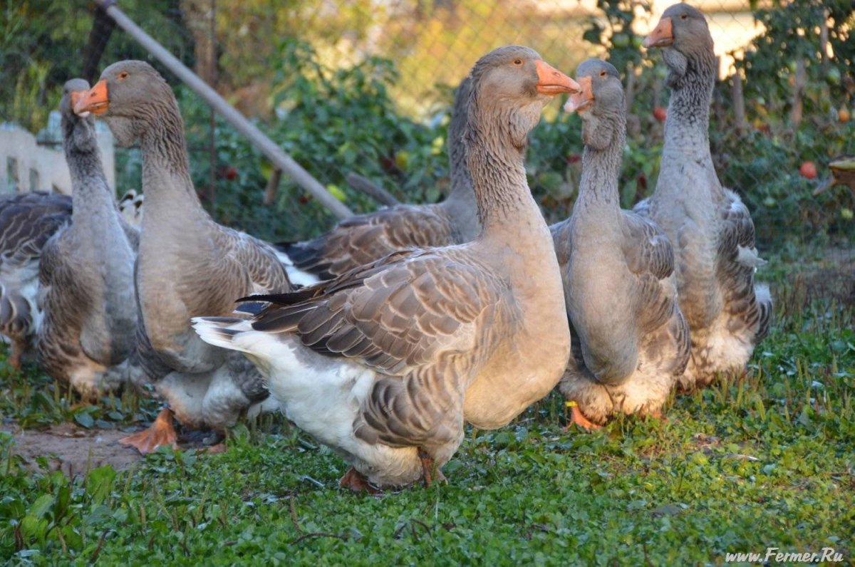 Толзунская порода гусей