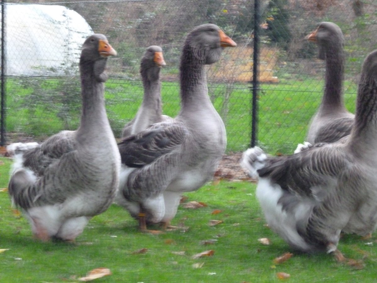 Тулузские гуси