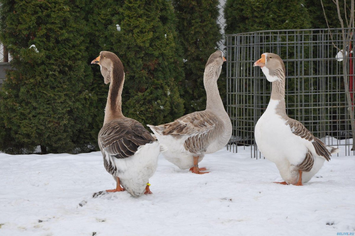 Холмогорские гуси