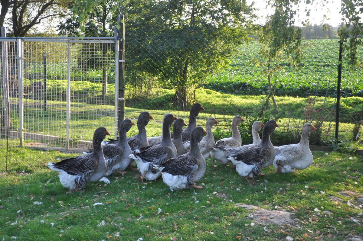 Тулузская порода гусей