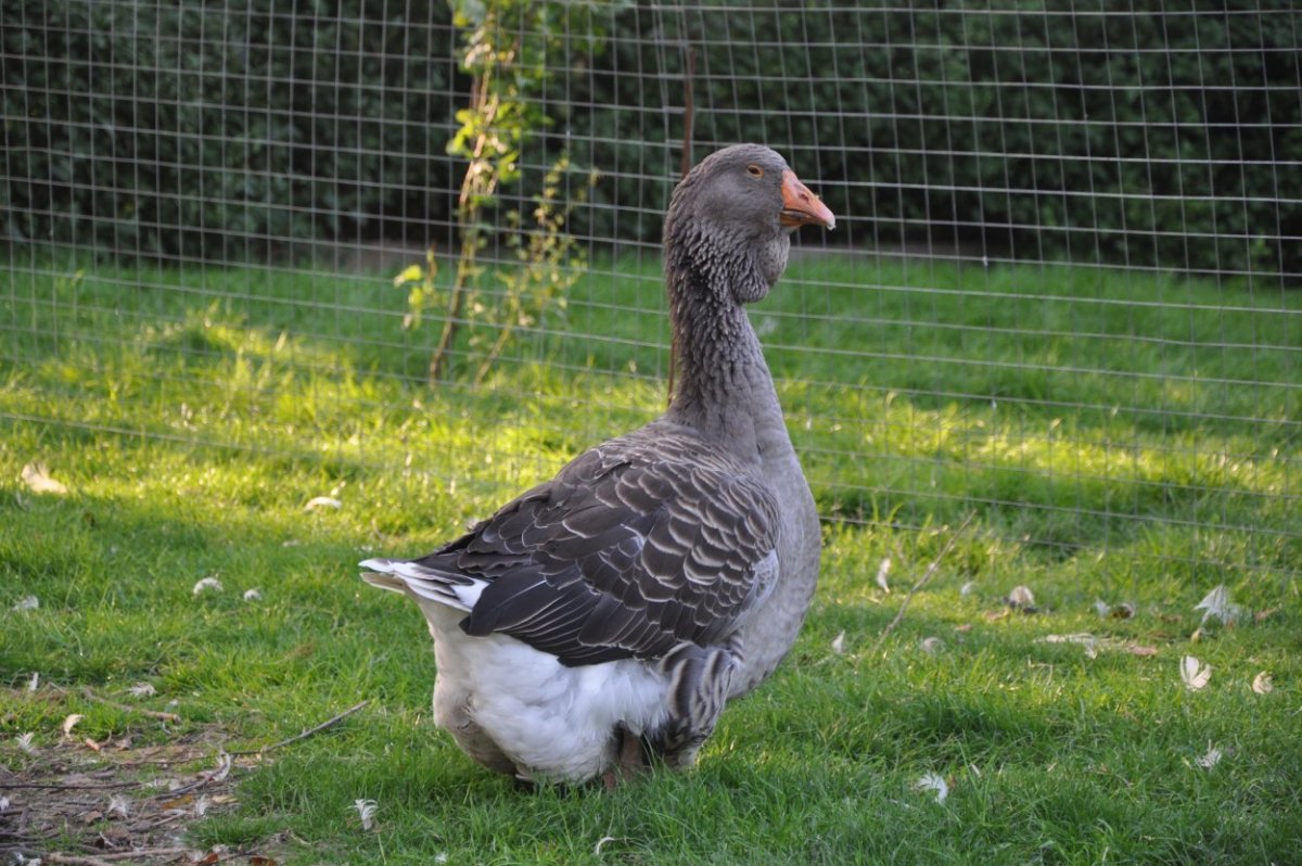 Тулузские гуси