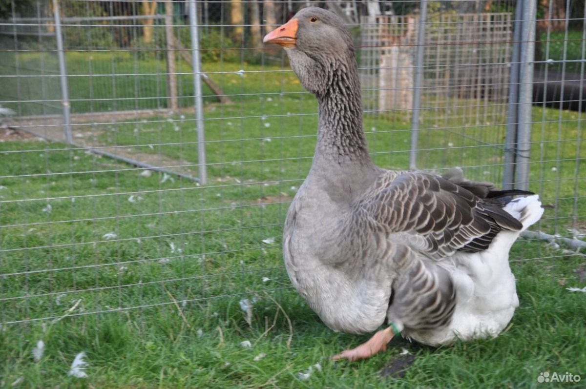 Тулузская порода гусей