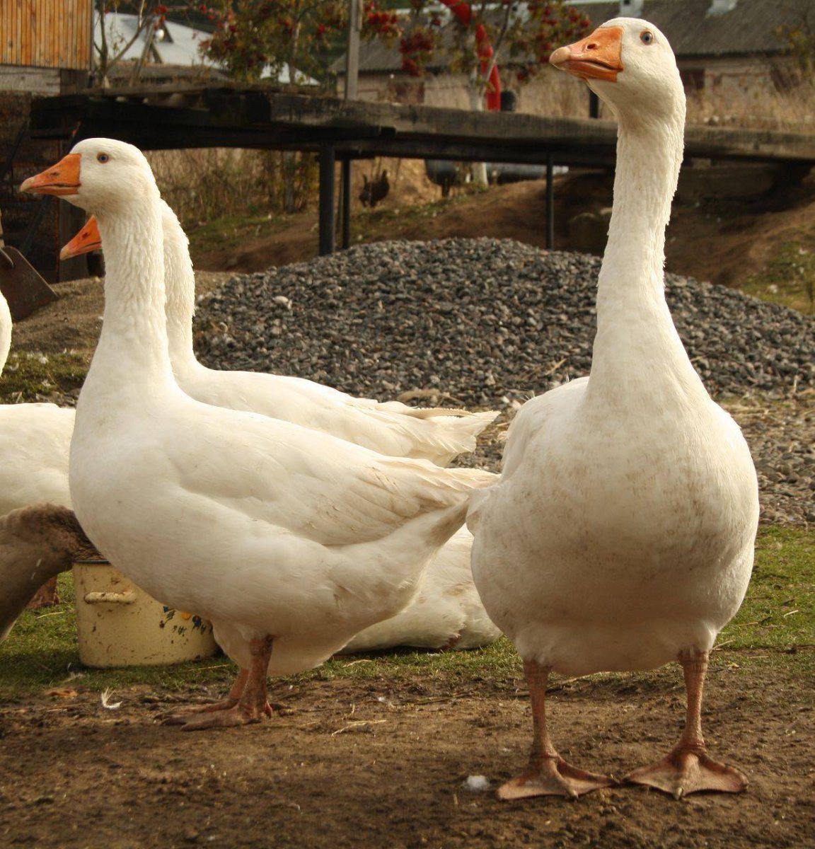 Порода гусей датский Легард