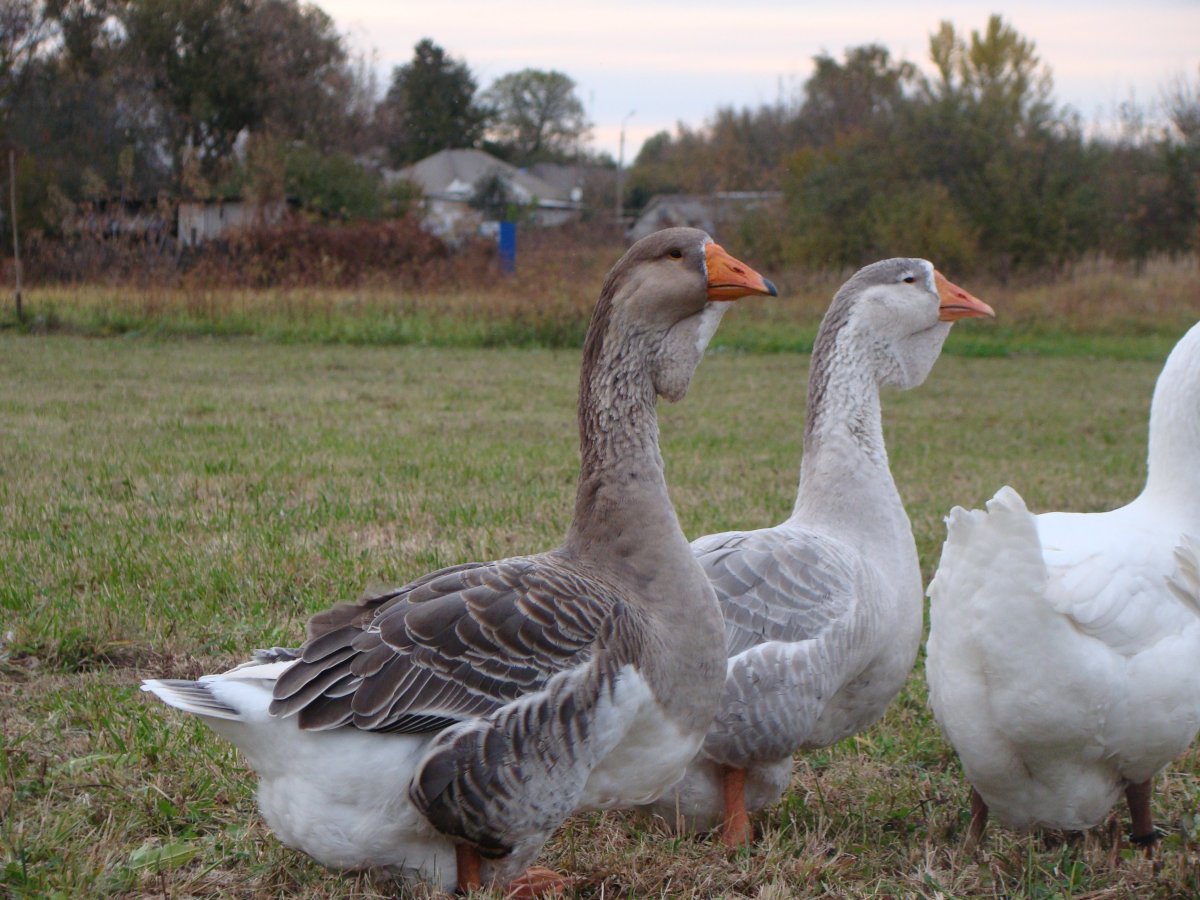 Тулузская порода гусей