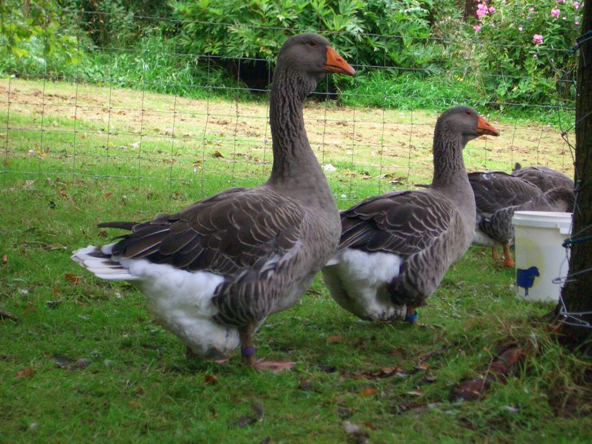 Тулузская порода гусей