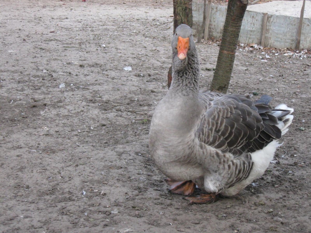 Серый Тулузский Гусь