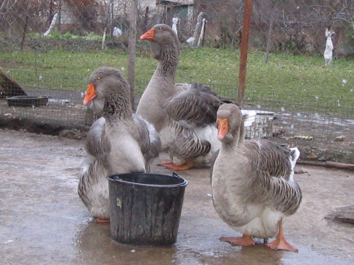 Тулузские гусята