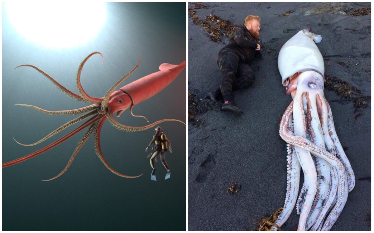 Антарктический гигантский кальмар