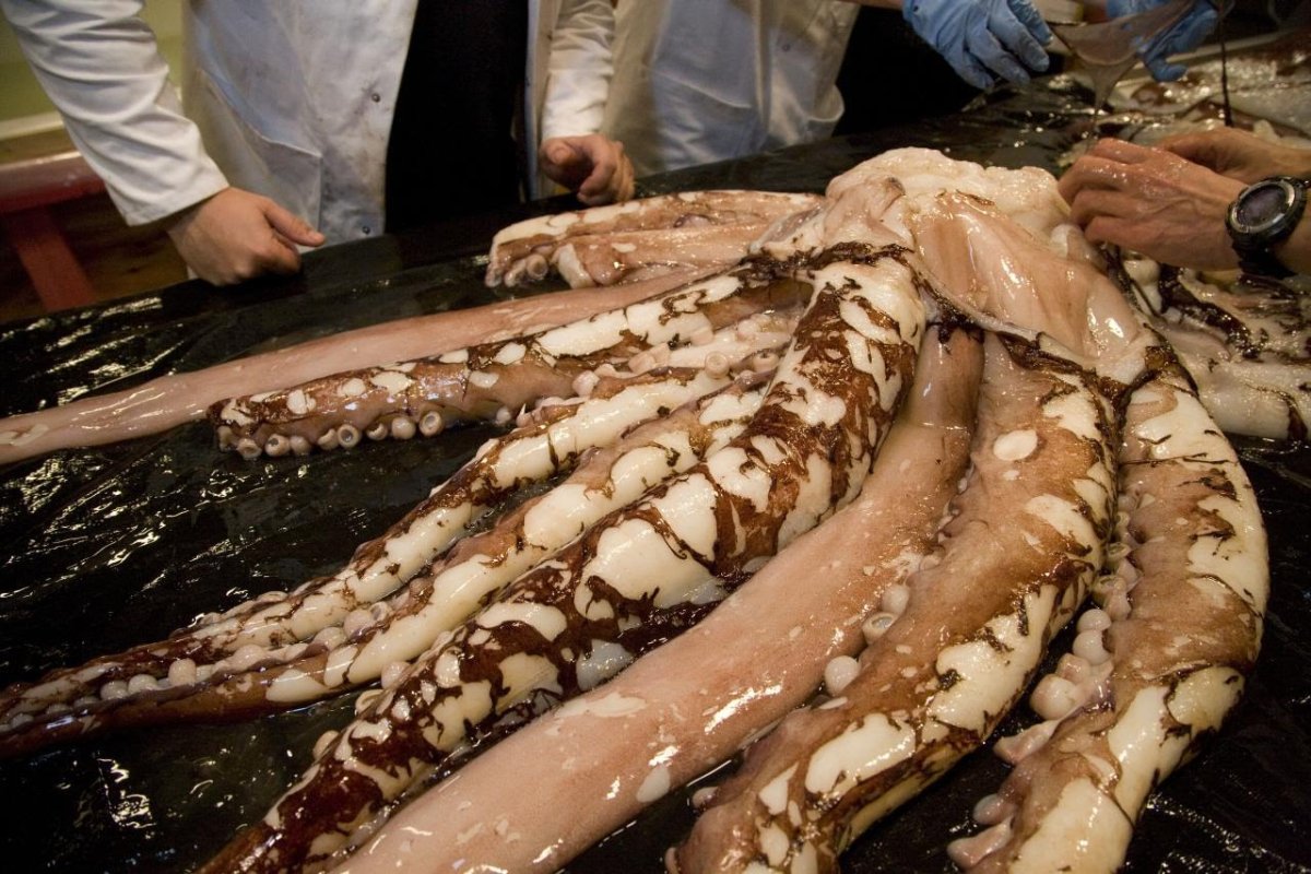 Гигантский кальмар Архитеутис