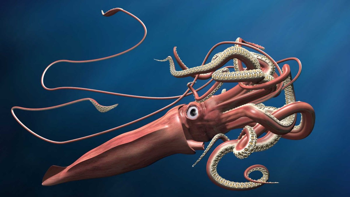 Глубоководный кальмар (кальмар-вампир)